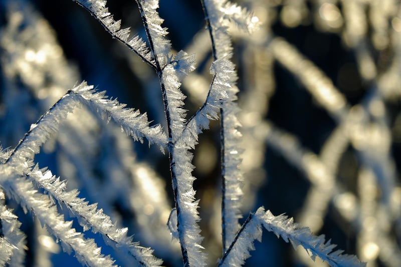 Winter Wonderland
