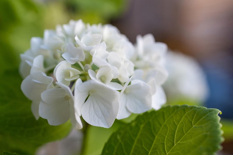 Flower Plant