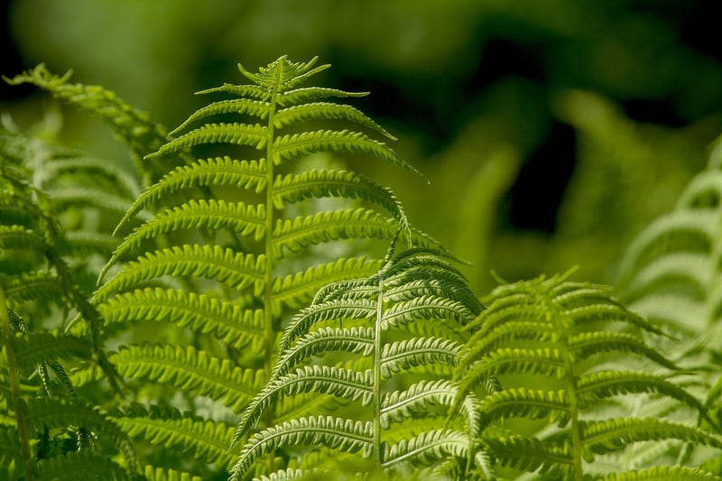 Green Wall