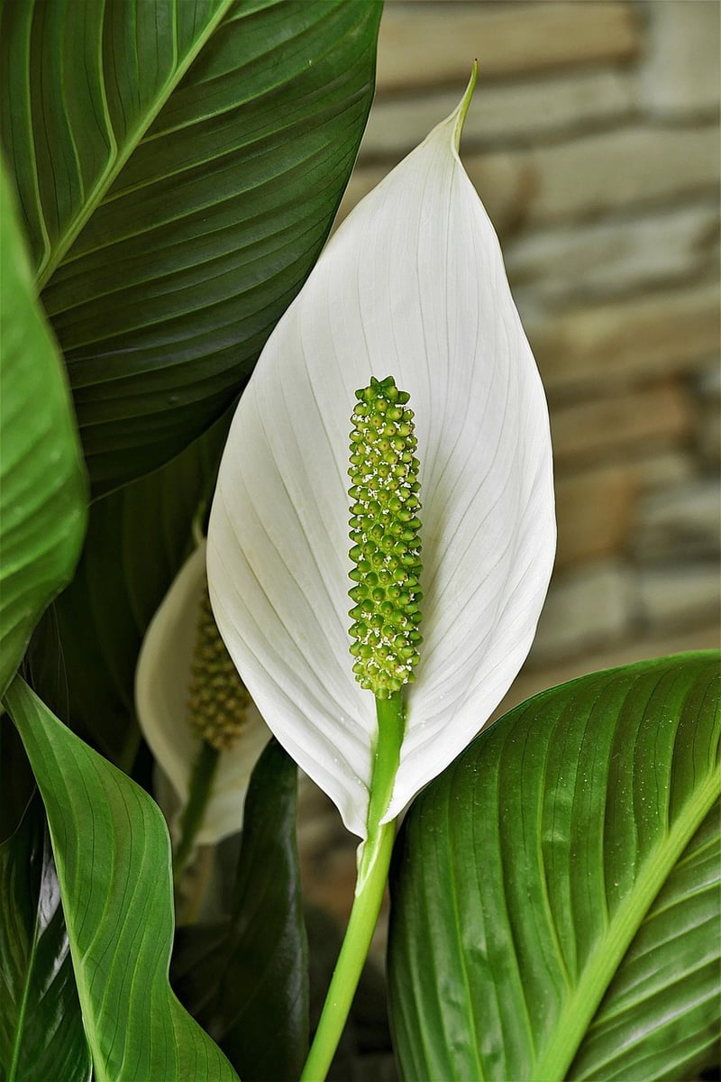 Peace Lily in partial shade