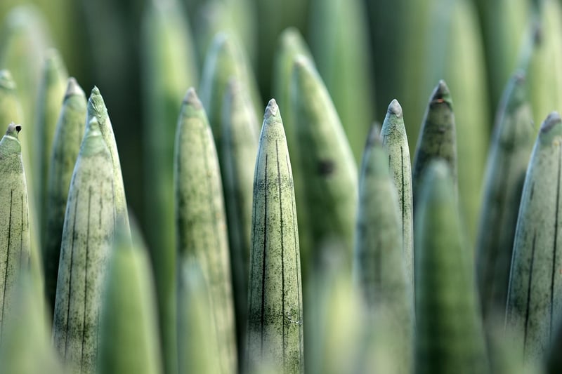 Snake Plant in full shade